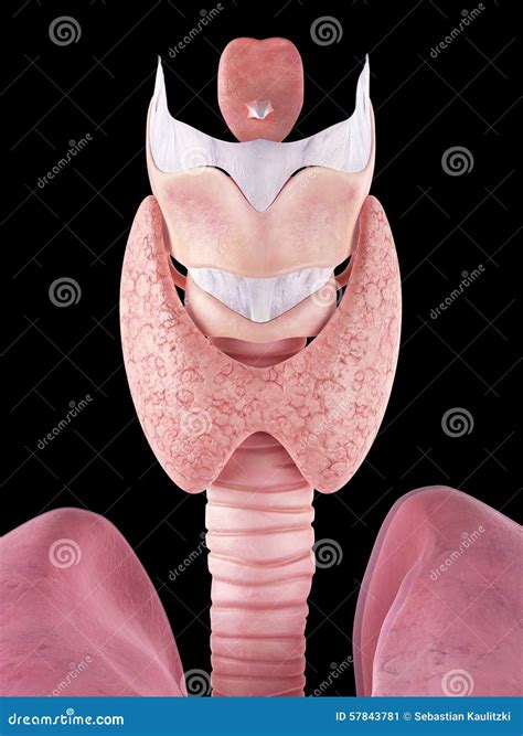 The Thyroid Gland Stock Illustration Illustration Of Body 57843781