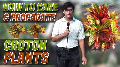 How To Care And Propagate Croton Plants In Urduhindi