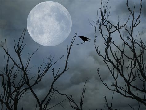 Raven And The Full Moon Free Stock Photo Public Domain Pictures