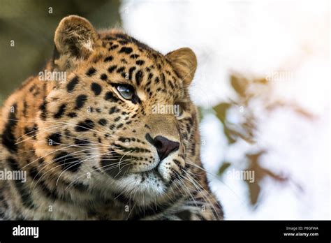 Young Adult Amur Leopard A Species Of Leopard Indigenous To