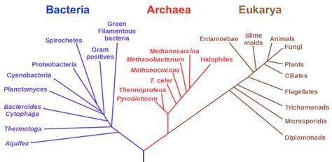 Phylogenetic Trees Organismal Biology