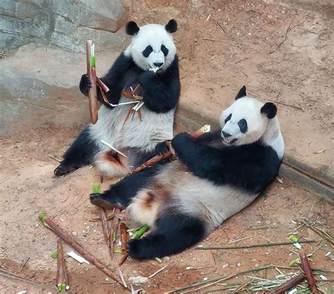 Panda Updates Monday June 7 Zoo Atlanta