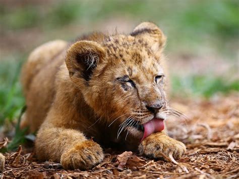 Photos A Look At Lion Cubs Born In Captivity News Photos Gulf News