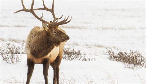 Jackson Hole Winter Wildlife Sunset Safari