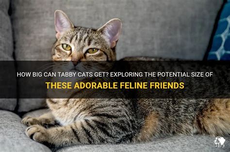How Big Can Tabby Cats Get Exploring The Potential Size Of These