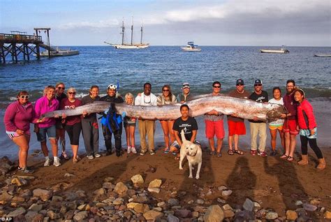 18 Foot Giant Fish Stunning Interesting Facts