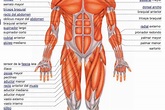 Recursos para conocer los músculos del cuerpo humano | Eniac