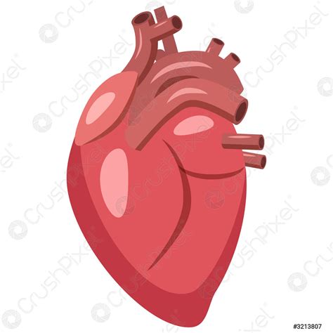 Icono Del Corazón Humano Estilo De Dibujos Animados Vector De Stock