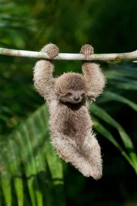 Baby Sloth So Cute Cutest Paw Cute Pinterest