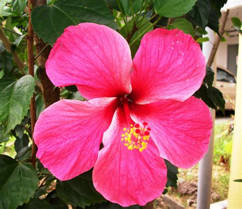 Memiliki nama latin rosa centifolia, yang merupakan salah satu jenis tanaman semak dari genus rosa. BUNGA RAYA.