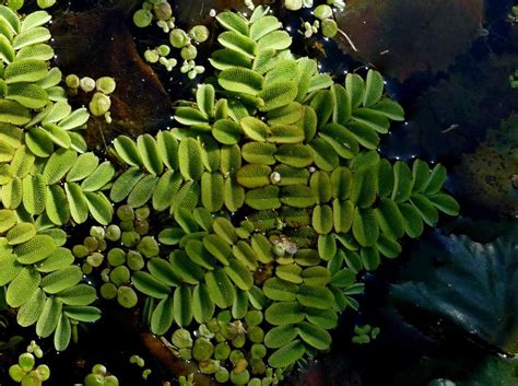 Salvinia natans семейство сальвиниевые (salviniaceae) плавающее растение. r o b i n 's y a r d: Salvinia natans