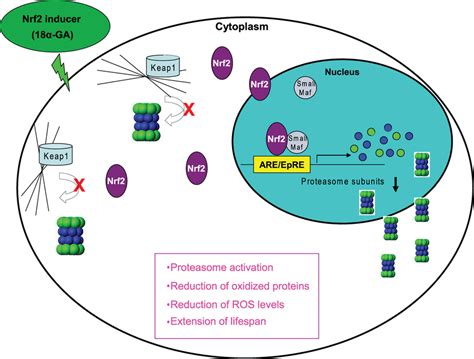 Overview Of The Nrf2 Mediated Activation Of The Proteasome By 18 Ga