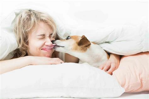 Rocklin Ca Veterinary Blog Are Pet Kisses Safe To Smooch Or Not To