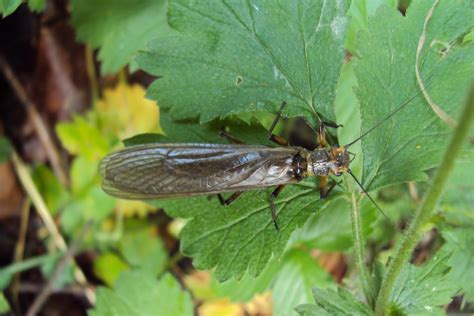 Taxonomía Arthropoda Clase Insecta Orden Plecoptera