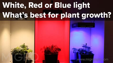 The Effect Of Red Blue And White Light On Plant Growth Setup Of The