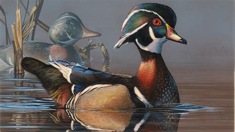 Wisconsin Artists 2nd 3rd In 2018 Federal Duck Stamp Design Contest