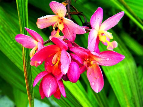 Hot Pink Orchids By Alyxandra Hesser