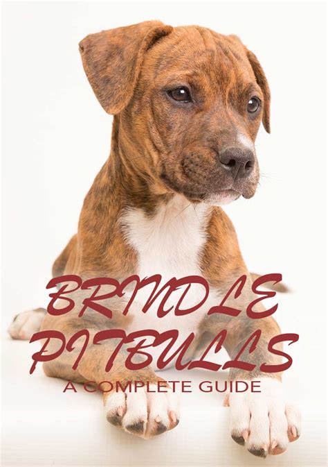 And not just any other puppy at that, but a pitbull puppy. Brindle Pitbull - A Detailed Guide To A Loyal Breed