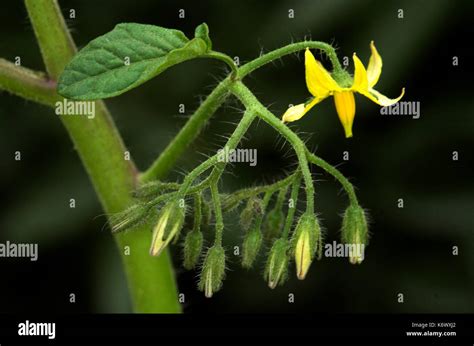 Tomato Plant Growth Sequence Close Up Of Flowering Buds And Open
