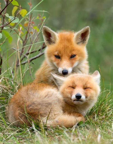 Red Fox Pups ~friends~ Pinterest