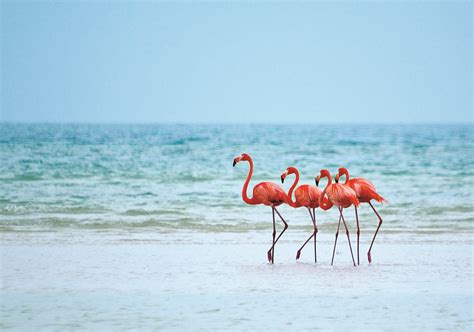Flamingos In Holbox A Unique Scenery Holbox Island Mexico Holbox