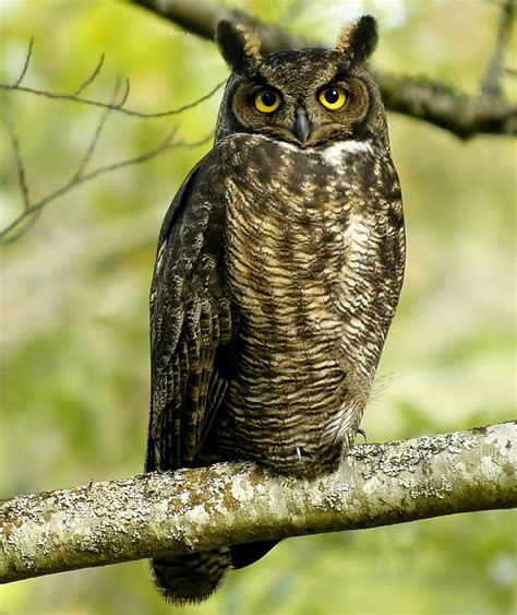 Birds Of The World Great Horned Owl