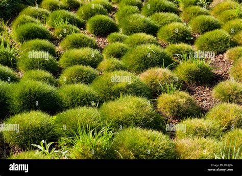 Clump Grass High Resolution Stock Photography And Images Alamy