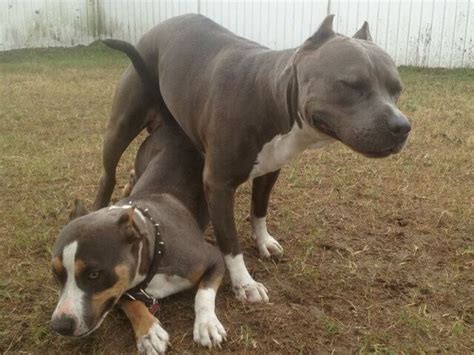 Our goal is to produce quality xl pitbulls/bullies for temperment, structure, athletecism, looks and drive. UKC Purple Ribbon Pit bull (Bully) puppies Razors Edge /Gotti bloodline/ Tampa FL p/u ...