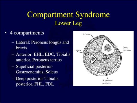 Ppt Compartment Syndrome Powerpoint Presentation Free Download Id3705236