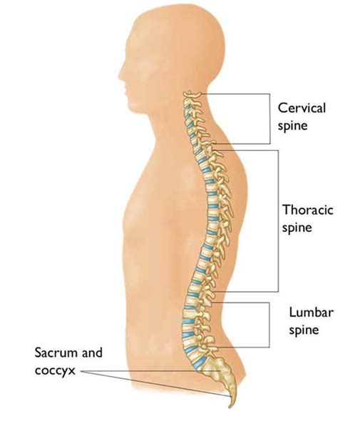 The middle back consists of the spine (spinal column), spinal cord, nerves, discs, muscles, blood vessels, ligaments, and tendons. Fractures of the Thoracic and Lumbar Spine - OrthoInfo - AAOS