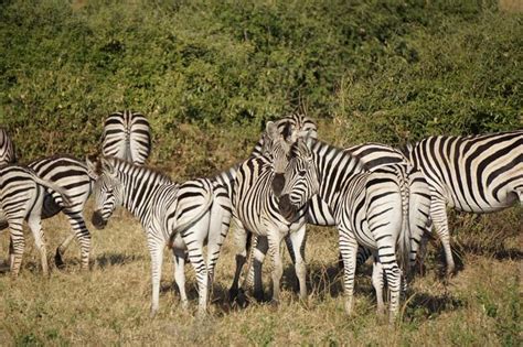 Top 162 Chobe National Park Animals