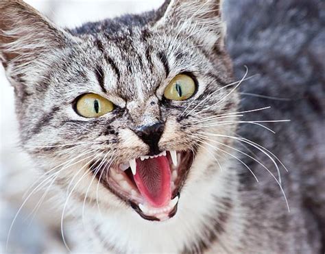Aggressive House Cat Stock Photos Pictures And Royalty Free Images Istock
