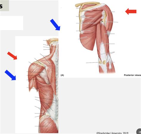 Intrinsic Shoulder Muscles Diagram Quizlet
