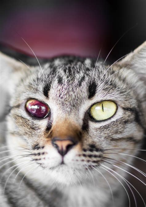 ТОП 11 причин почему у кошки красные глаза Что делать если у кота