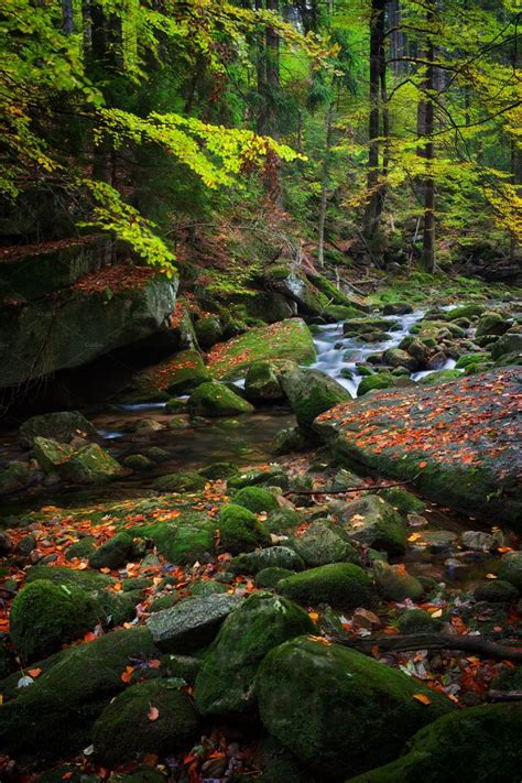 Forest Creek In Autumn Forest Photography Beautiful Landscapes