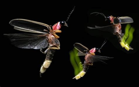 The Mysteries Of Firefly Sex A Scientists Notes From The Field Excerpt Scientific American