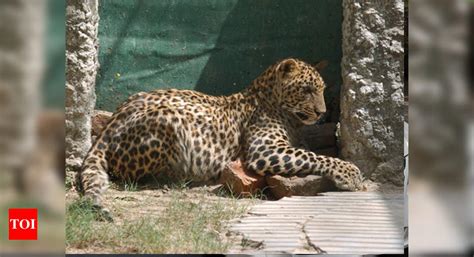 Villagers Panic After Leopard Sighting Gurgaon News Times Of India