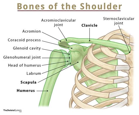 Diagram Of Bones In Neck And Shoulder Labeled Anatomy Chart Of Neck