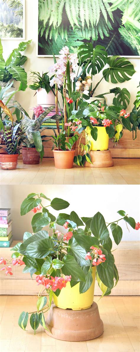 18 Most Beautiful Indoor Plants And 5 Easy Care Tips