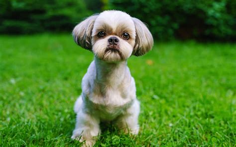 The Best Shih Tzu Haircuts Find One For Your Dog K9 Web
