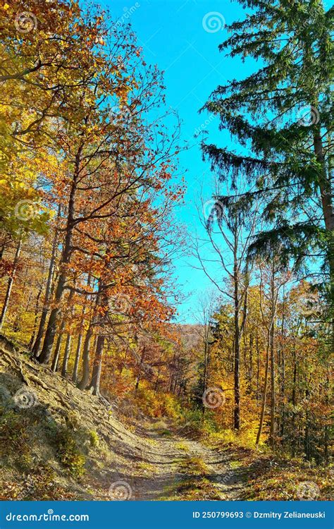 A Sunny Autumn Day In The Forest Yellow Red Foliage Stock Image