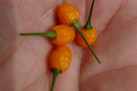 Dwarf Aji Charapita Pepper Hrseeds