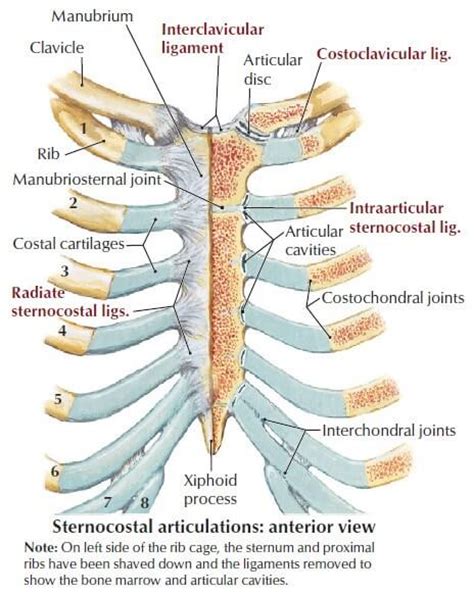 Image Gallery Sternocostal Joint