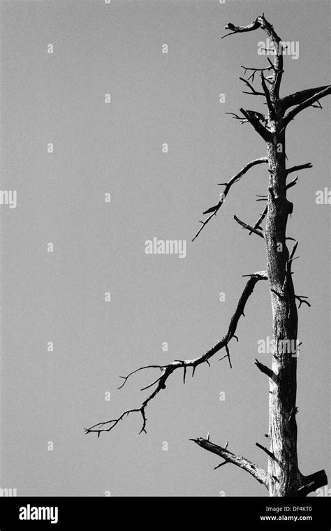Dead Nature Black And White Stock Photos And Images Alamy