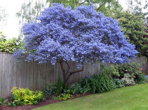 63 Lovely Flowering Tree Ideas For Your Home Yard Кустарники