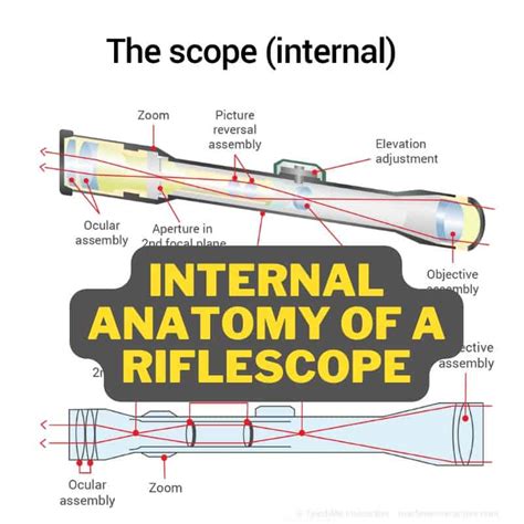 Everything You Should Know About Scope Internal Anatomy
