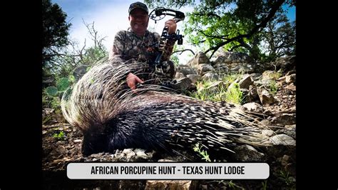 African Porcupine Hunt At Texas Hunt Lodge Texas Exotic Hunting