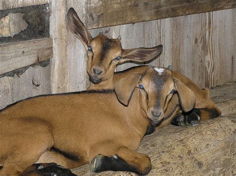 6 Best Dairy Goat Breeds For The Homestead Hubpages