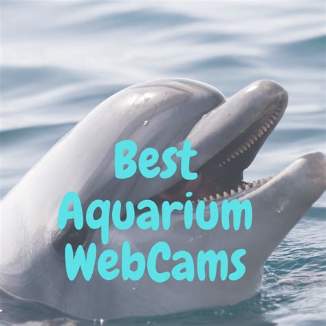 Best Aquarium Webcams And Live Streams Thrifty Mommas Tips