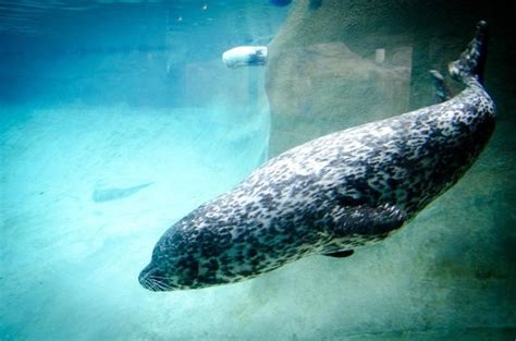 Point Defiance Zoo And Aquarium Tacoma All You Need To Know Before